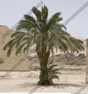 Photo Reference of Palm Tree0001